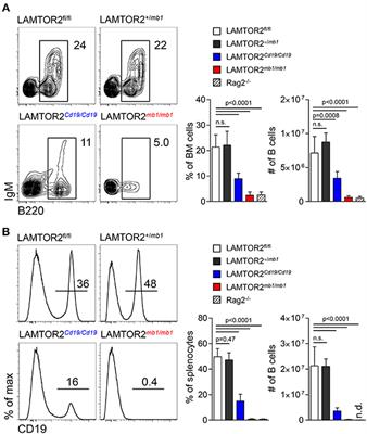 LAMTOR2 (p14) Controls B Cell Differentiation by Orchestrating Endosomal BCR Trafficking